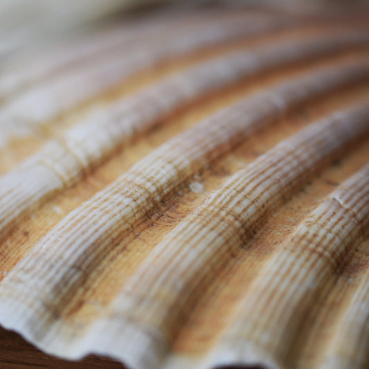 Coquille Saint-Jacques - Les Trois Sorcières